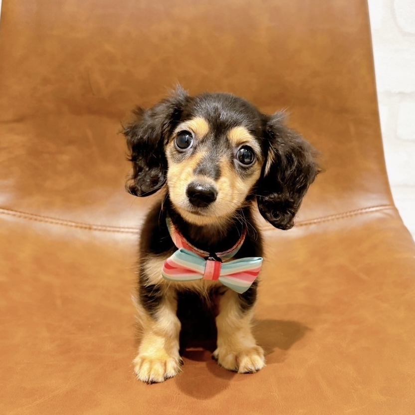 まんまるお目目のダックスちゃん🐶♡ペットショップ犬の家近江八幡店 | ペットショップ 犬の家&猫の里 | 子犬だけでなく子猫の情報もたくさん